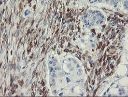 Monoclonal Mouse anti-Human TMEM173 / STING Antibody (clone 1A7, Carrier-free, IHC, WB)