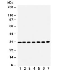 COMT Antibody