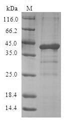 Human GHRL / Ghrelin Preproprotein (Recombinant GST, N-terminus)