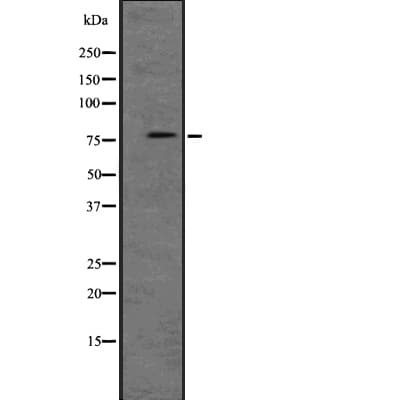 PKG / PRKG1 Antibody