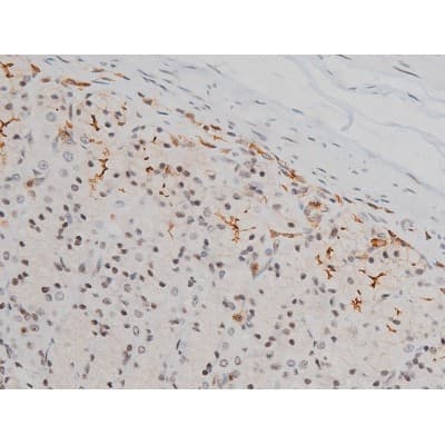 EZR / Ezrin Antibody (phospho-Tyr478)