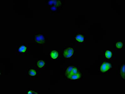 GAPDH Antibody