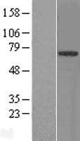 SPRING / TRIM9 Protein (Over-Expression Lysate Myc-DDK (Flag))