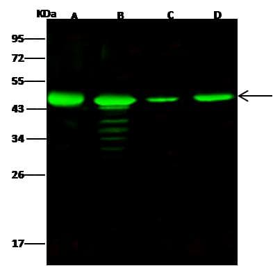 NUDC Antibody (Preservative Free)