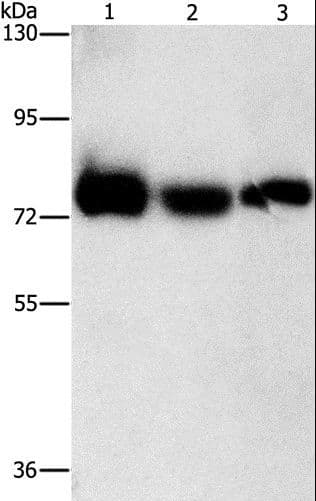 AMPD1 Antibody
