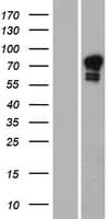 GOLGA6A Protein (Over-Expression Lysate Myc-DDK (Flag))