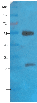 Polysialic Acid Antibody (Polysialic acid, clone 735)
