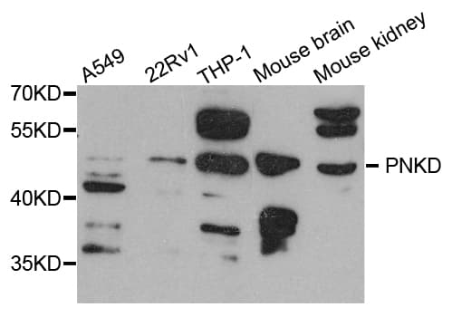 PNKD Antibody