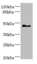 SH3GLB2 / Endophilin-B2 Antibody