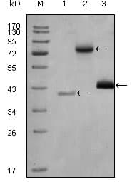 IHC-plus™ Monoclonal Mouse anti-Human HDAC3 Antibody (clone 3A7B5, aa224-428, IHC, WB)