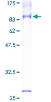 Human SLC1A1 / EAAT3 Protein (Recombinant GST)