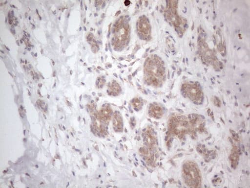 RBMS1 Antibody (clone OTI2H1)
