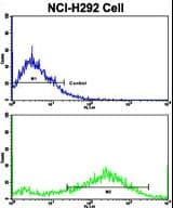 SPP1 / Osteopontin Antibody (aa273-301)