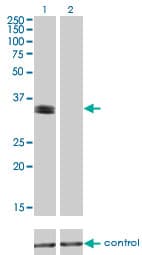 PHOX2A Antibody (clone 4F6)
