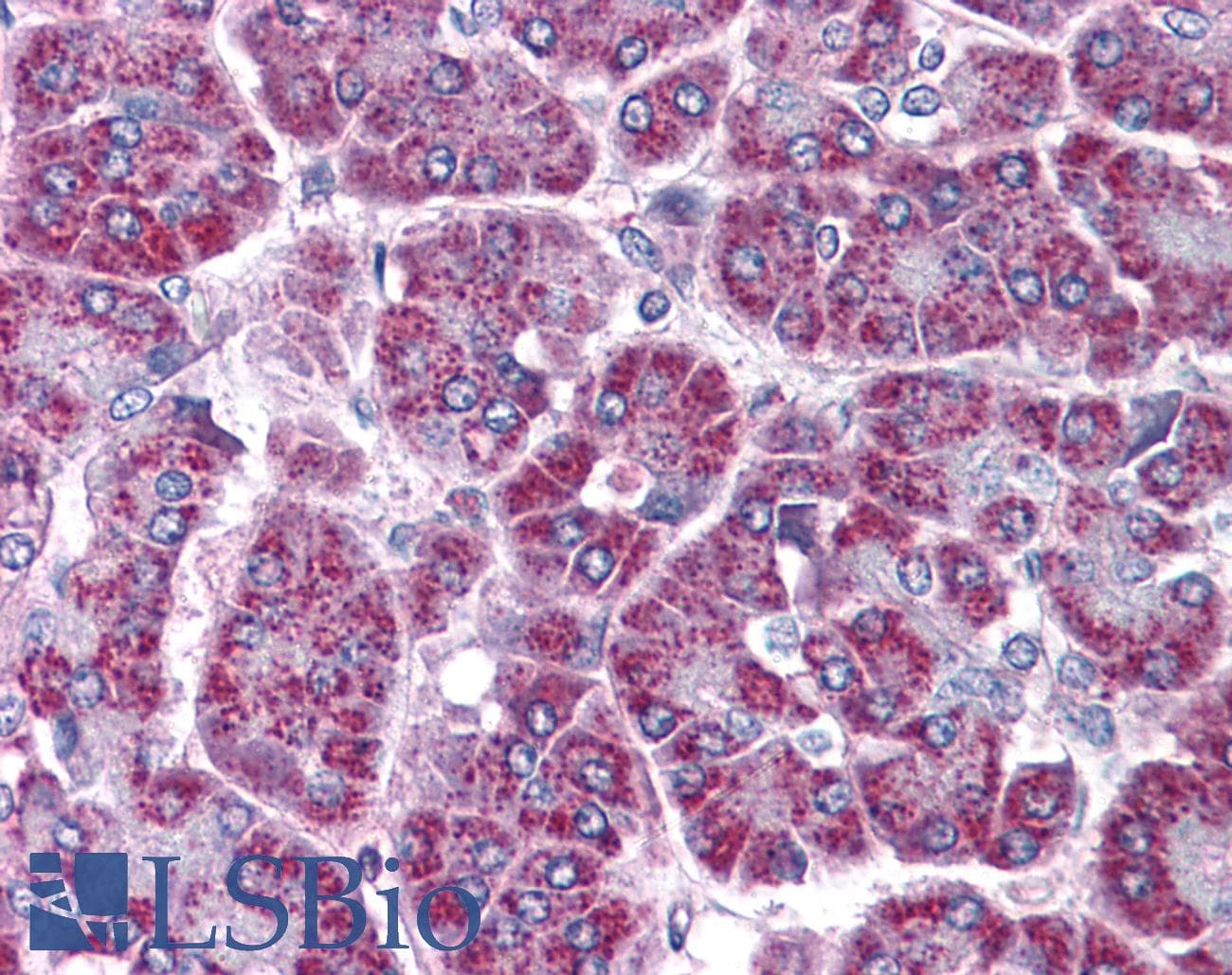 IHC-plus™ TRAF2 Antibody (aa529-540)