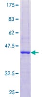 Human RNASE2 / EDN Protein (Recombinant GST)