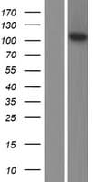 FGD3 Protein (Over-Expression Lysate Myc-DDK (Flag))