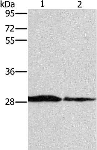 SPR Antibody