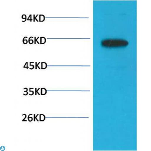 AKT1 Antibody