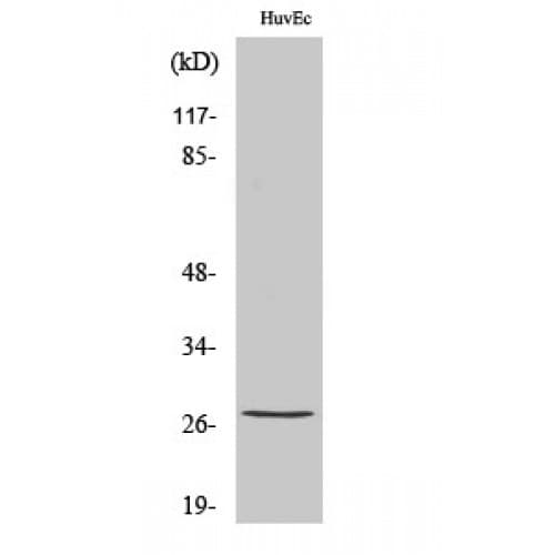 HSPB1 / HSP27 Antibody (20-100 aa)