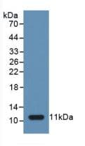 CASP1 / Caspase 1 Antibody (aa317-404)