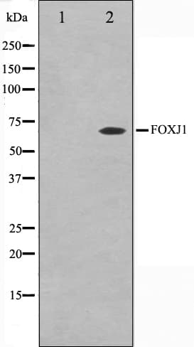 Polyclonal Rabbit anti-Human HFH-4 / FOXJ1 Antibody (IHC, IF, WB)