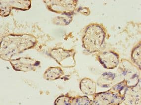 SLC13A4 Antibody (HRP)
