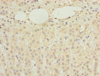 RBMS2 / SCR3 Antibody