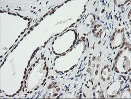 ZSCAN18 / ZNF447 Antibody (clone OTI1F10)