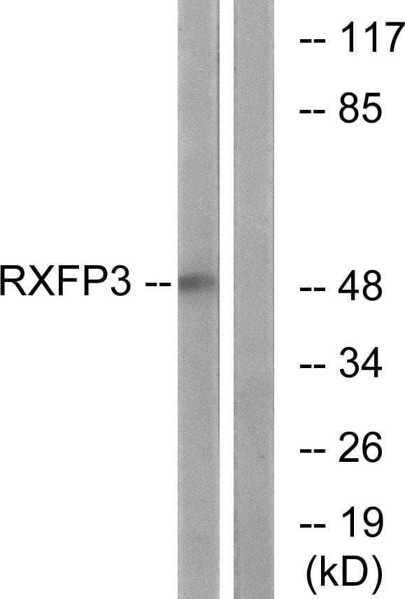 RXFP3 Antibody