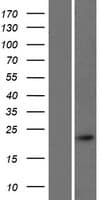 CALML4 Protein (Over-Expression Lysate Myc-DDK (Flag))