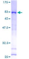 Human ANKS1B Protein (Recombinant GST)