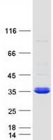 Human PSMF1 Protein (Recombinant Myc-DDK (Flag))