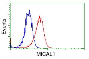 MICAL1 / MICAL Antibody (clone OTI4B1, Carrier-free)