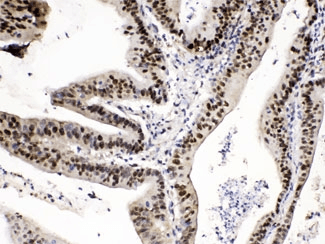 PSMA1 Antibody