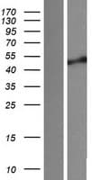 SGMS1 / TMEM23 Protein (Over-Expression Lysate Myc-DDK (Flag))