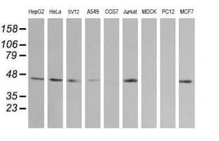 MAP2K2 / MKK2 / MEK2 Antibody (clone OTI5B4)