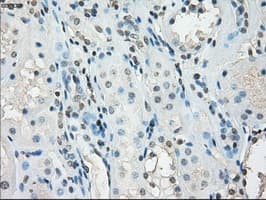 GBP2 Antibody (clone OTI4E5)