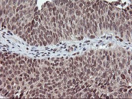 TPSG1 / Tryptase Gamma 1 Antibody (aa20-283, clone OTI1G1)