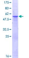 Human MAMDC2 Protein (Recombinant GST)