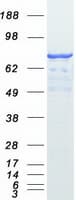 Human SATB1 Protein (Recombinant Myc-DDK (Flag))