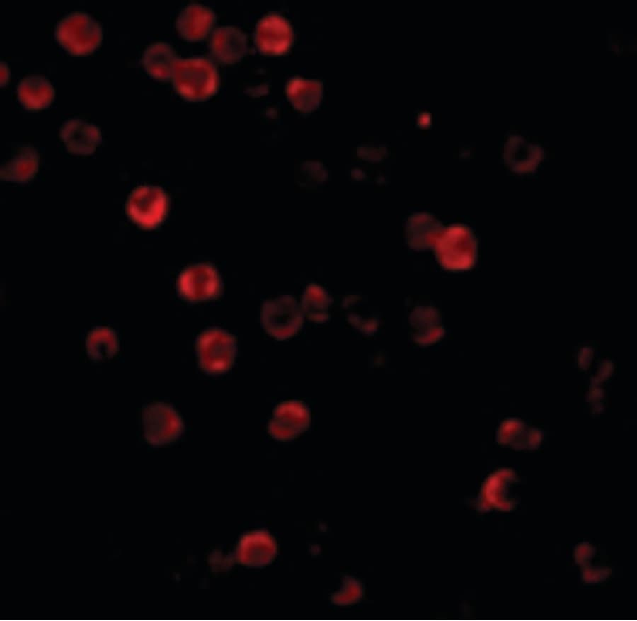 IHC-plus™ ACTB / Beta Actin Antibody