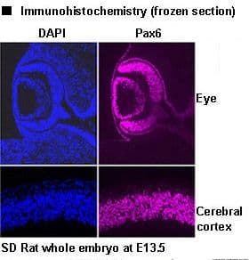 PathPlus™ Polyclonal Rabbit anti-Mouse PAX6 Antibody (IHC, WB)