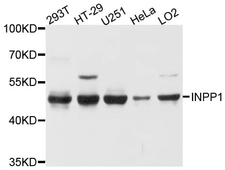 INPP1 Antibody