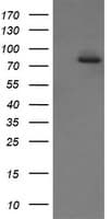 SOLO / SESTD1 Antibody (clone OTI7G4)