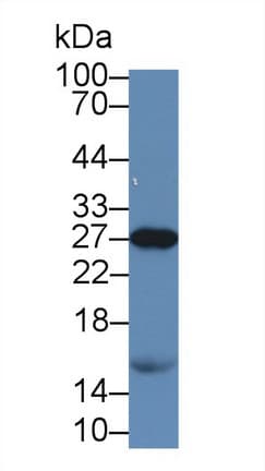 APOA1 / Apolipoprotein A 1 Antibody (Cy3)