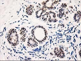 TP53I3 / PIG3 Antibody (clone OTI3B11, Carrier-free)