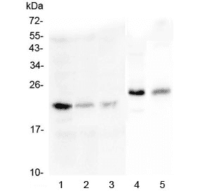 Polyclonal Rabbit anti-Human MOG Antibody (IHC, WB)