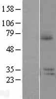 PRR14L Protein (Over-Expression Lysate Myc-DDK (Flag))