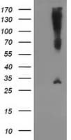 SNAP25 Antibody (clone OTI4C6, Carrier-free)